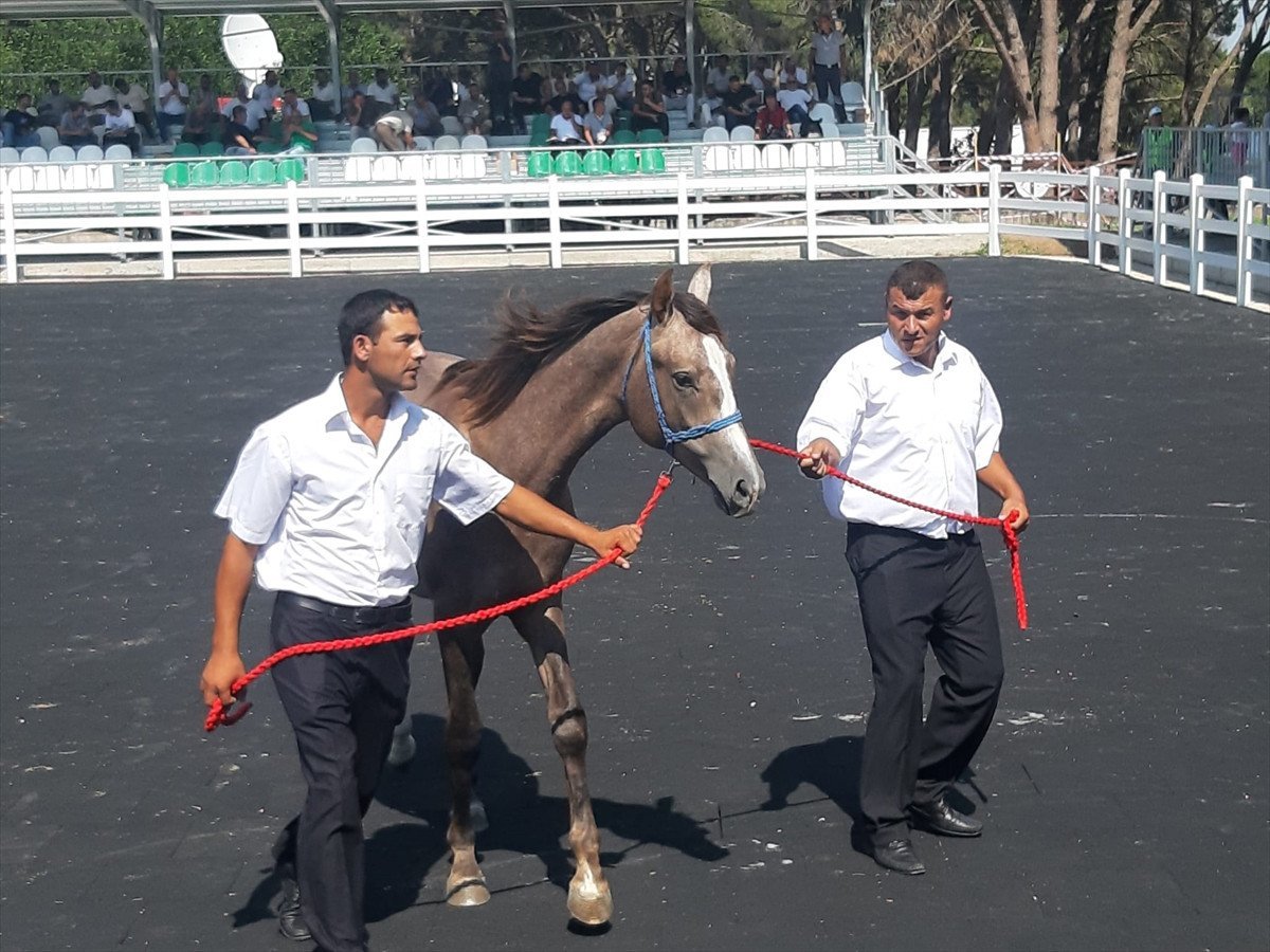 73 Safkan Arap Tayının Satışı Gerçekleşti