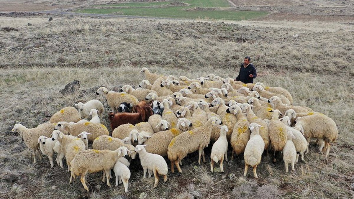 Çoban İhtiyacının Karşılanması İçin Yabancı Çoban İstihdamı Gündemde