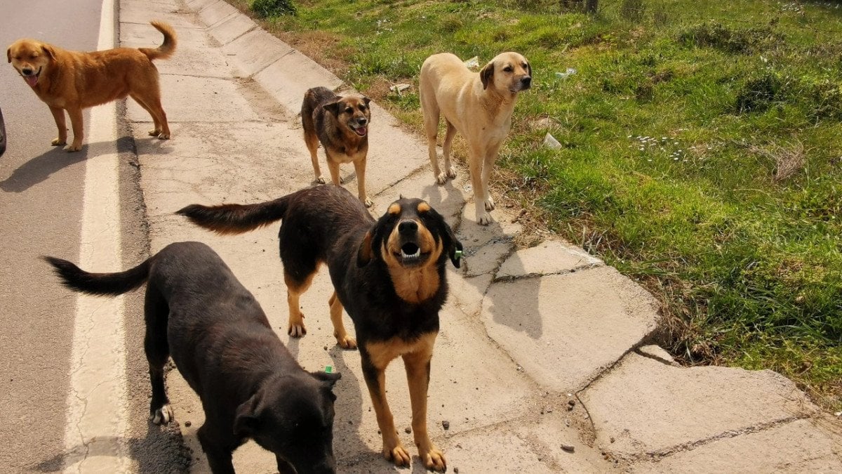 Köpek İstilasını Normalleştirme Çabaları