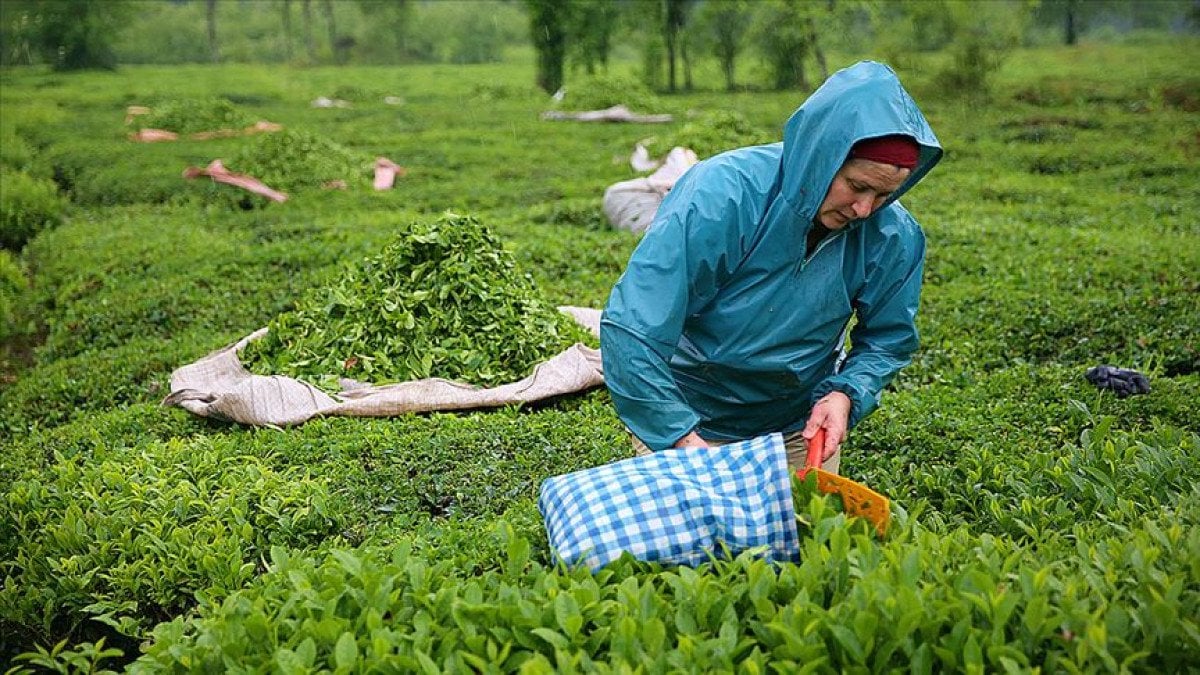 Çay Bahçelerinde Gençleştirme Budaması Uygulaması