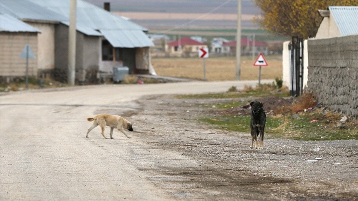 Hayvanları Koruma Kanunu'nda Yapılan Değişiklikler ve Yeni Düzenlemeler