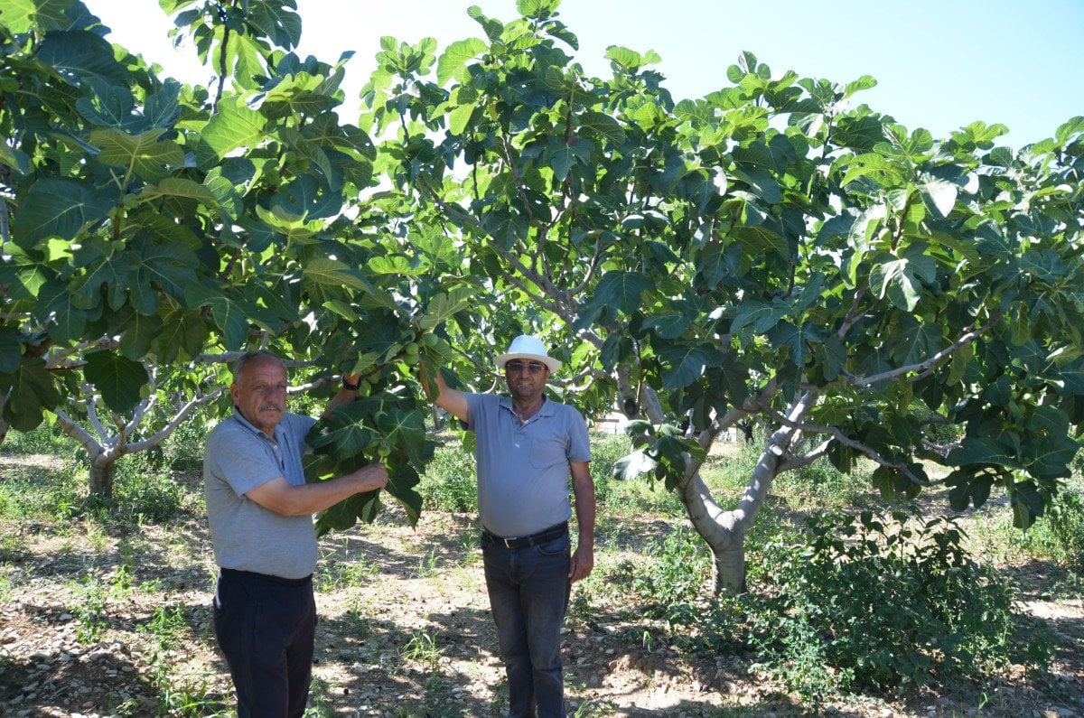 İbradı'nın Ürünlü Mahallesi'nde İncir Hasadı Artıyor