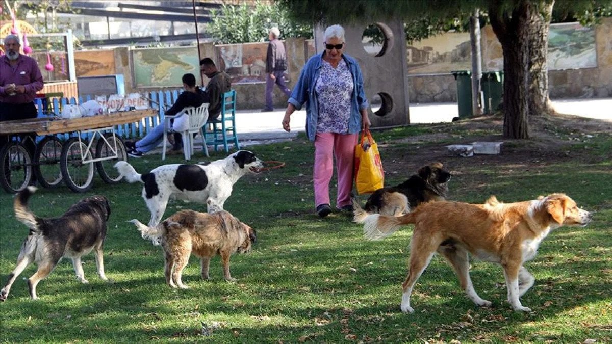 Sokak Köpekleri Sorunu ve Yeni Düzenlemeler