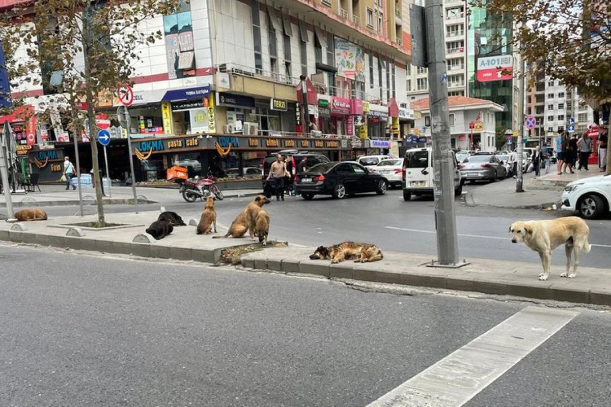 Sokak Köpekleri Sorunu ve Yeni Hayvan Koruma Düzenlemeleri