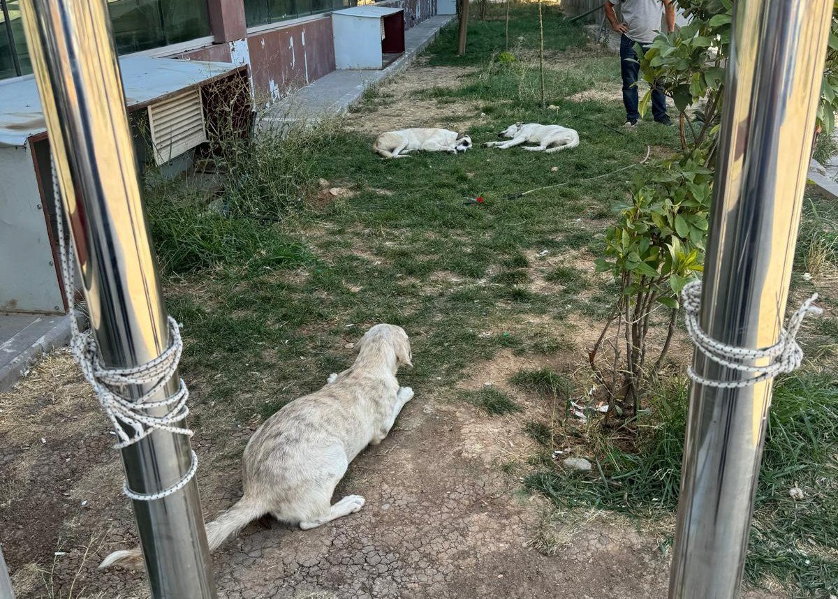 Sokaklar Başında Boş Köpeklerden Temizleniyor