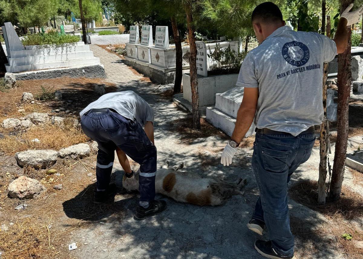 Sokak Köpeklerinin Toplanması ve Hayvansever Tepkileri