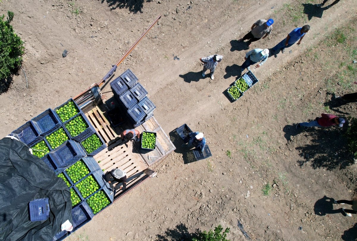 Adana'da Limon Fiyatları Artıyor: Hasat Süreci ve Rekolte Beklentileri