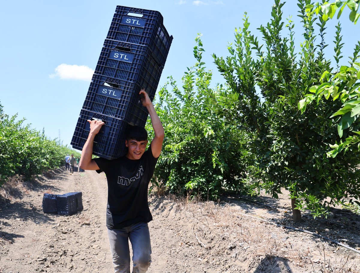 Adana'da Limon Fiyatları Artıyor: Hasat Süreci ve Rekolte Beklentileri