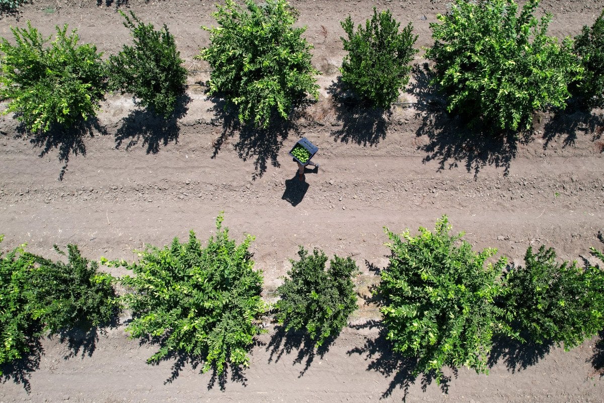 Adana'da Limon Fiyatları Artıyor: Hasat Süreci ve Rekolte Beklentileri