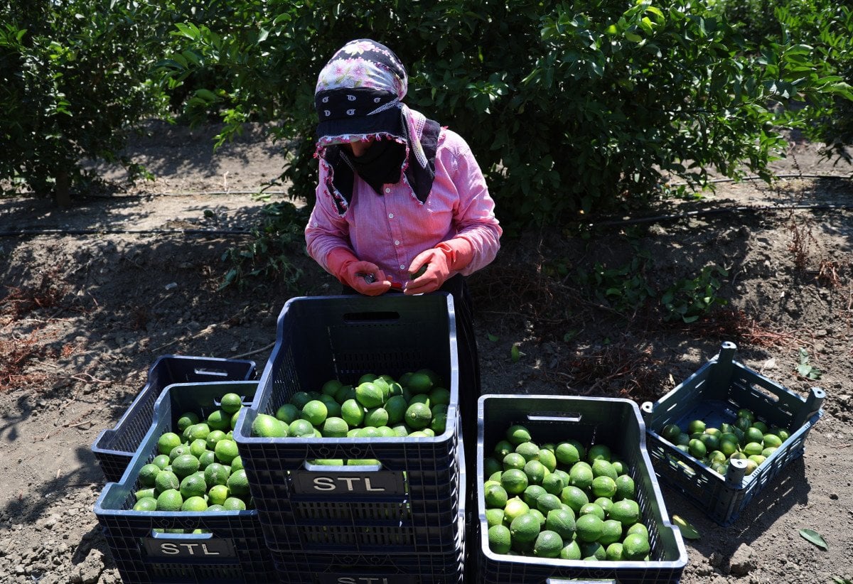 Adana'da Limon Fiyatları Artıyor: Hasat Süreci ve Rekolte Beklentileri