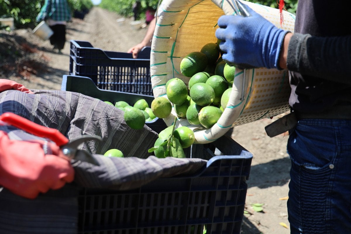 Adana'da Limon Fiyatları Artıyor: Hasat Süreci ve Rekolte Beklentileri