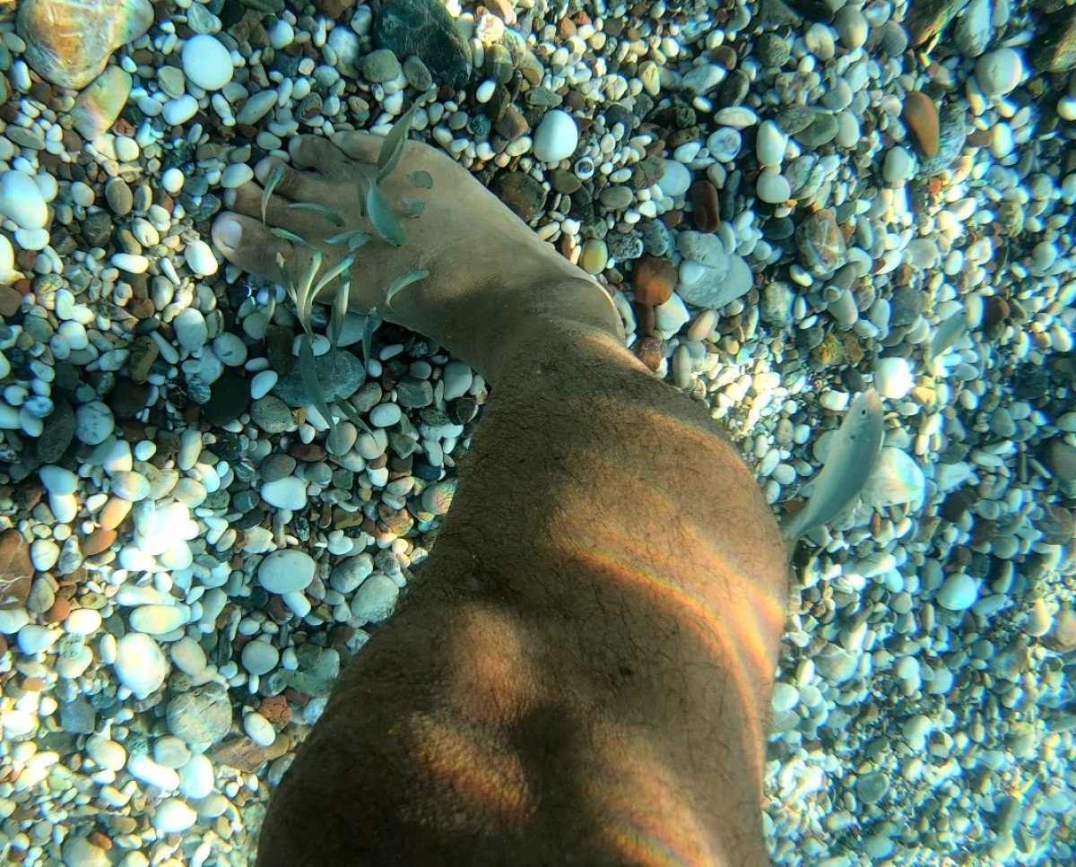 Antalya Kıyılarında Sargoz Balıkları ve Turistlerin Endişesi