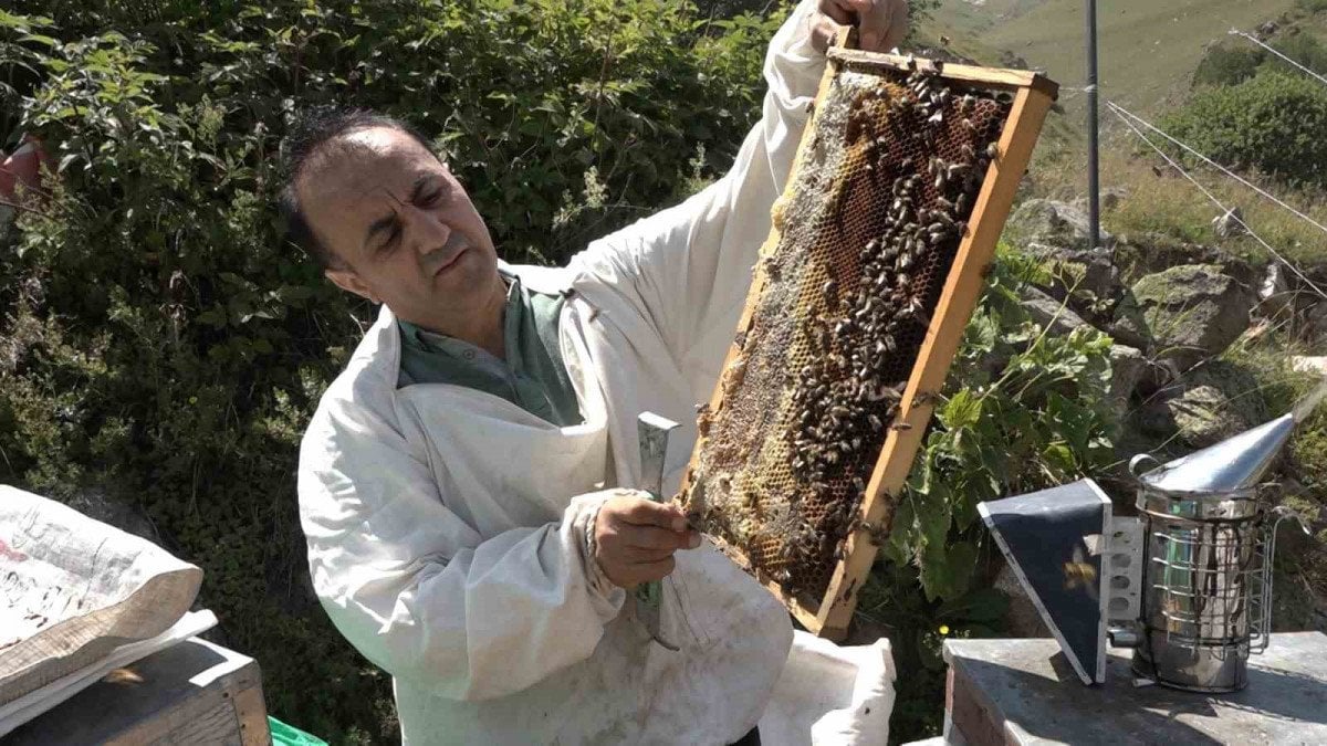 Anzer Balı Sağım İşlemleri Tamamlandı ve Fiyatları Belirlendi