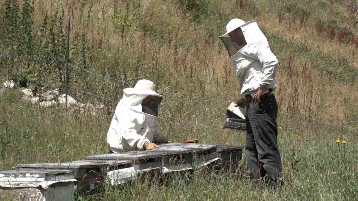 Anzer Balı Sağım İşlemleri Tamamlandı ve Fiyatları Belirlendi