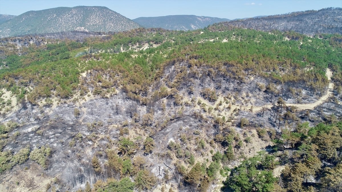 Bolu'daki Orman Yangını: Ekiplerin Zorlu Mücadelesi ve Hayatta Kalma Hikayesi