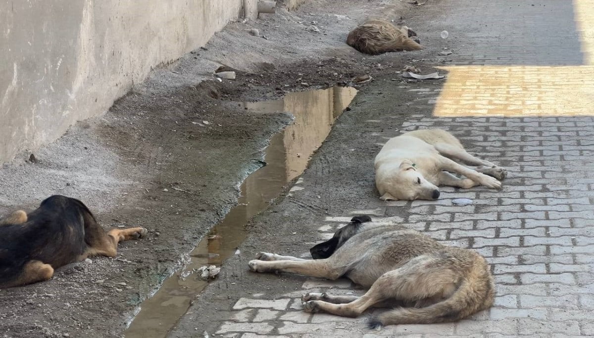 Başıboş Sokak Köpekleri, Ceylanpınar'da Çocukları Tehdit Ediyor