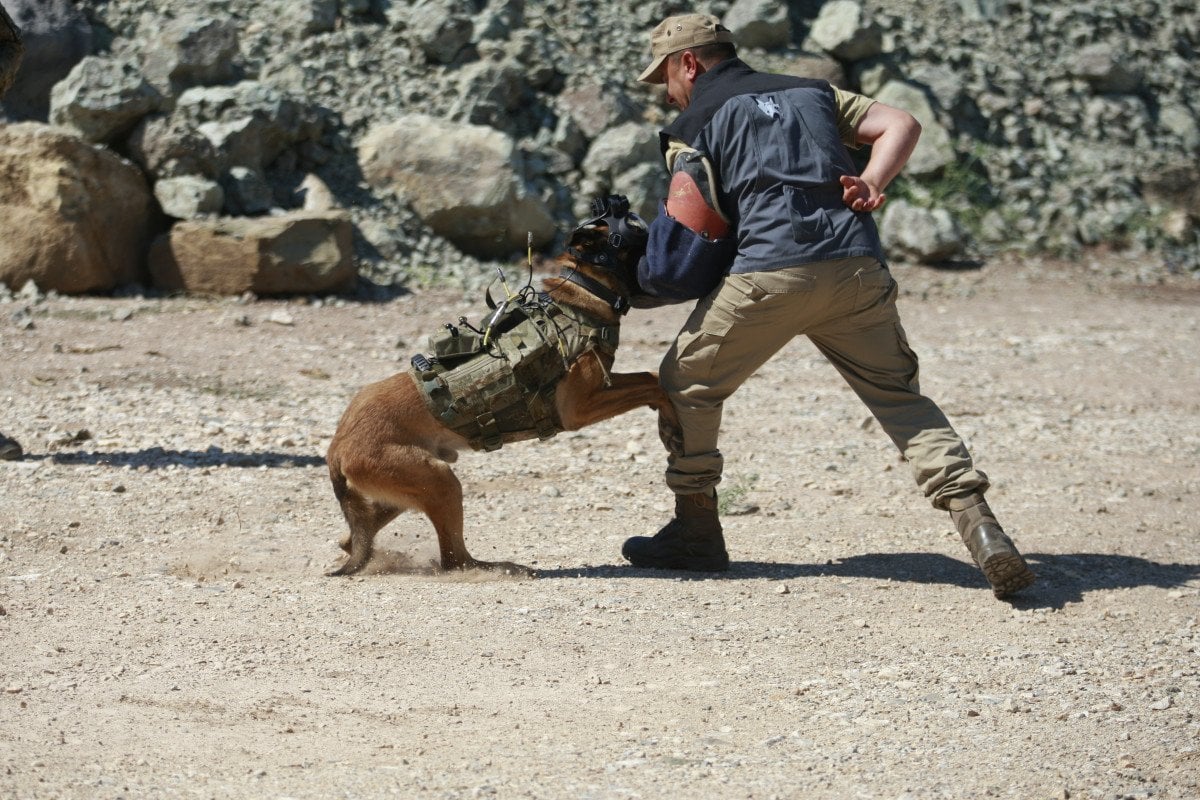 DHA: Askeri Köpeklerin Terörle Mücadeledeki Rolü ve Uzaktan Komuta Kontrol Sistemi