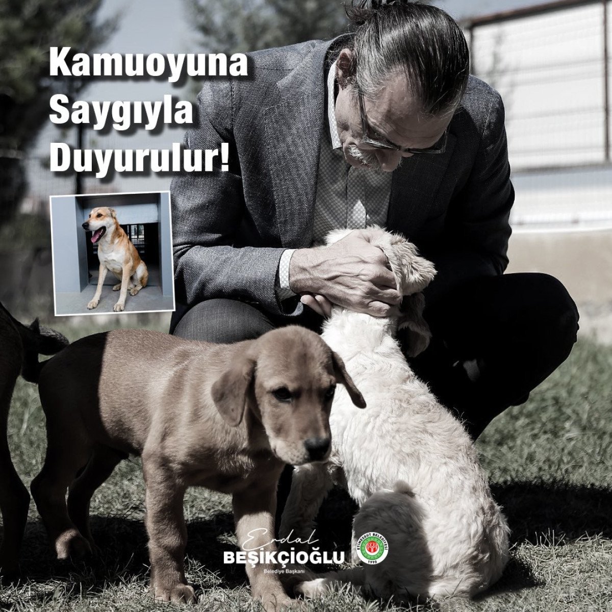 Başıboş Köpekler Tehlike Saçmaya Devam Ediyor