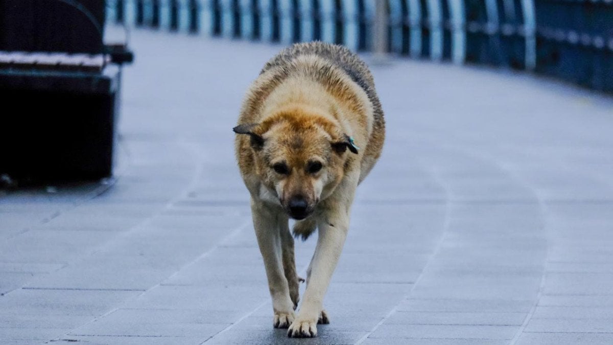 İrlandalı Turistin İstanbul'daki Köpek Saldırısı Davası