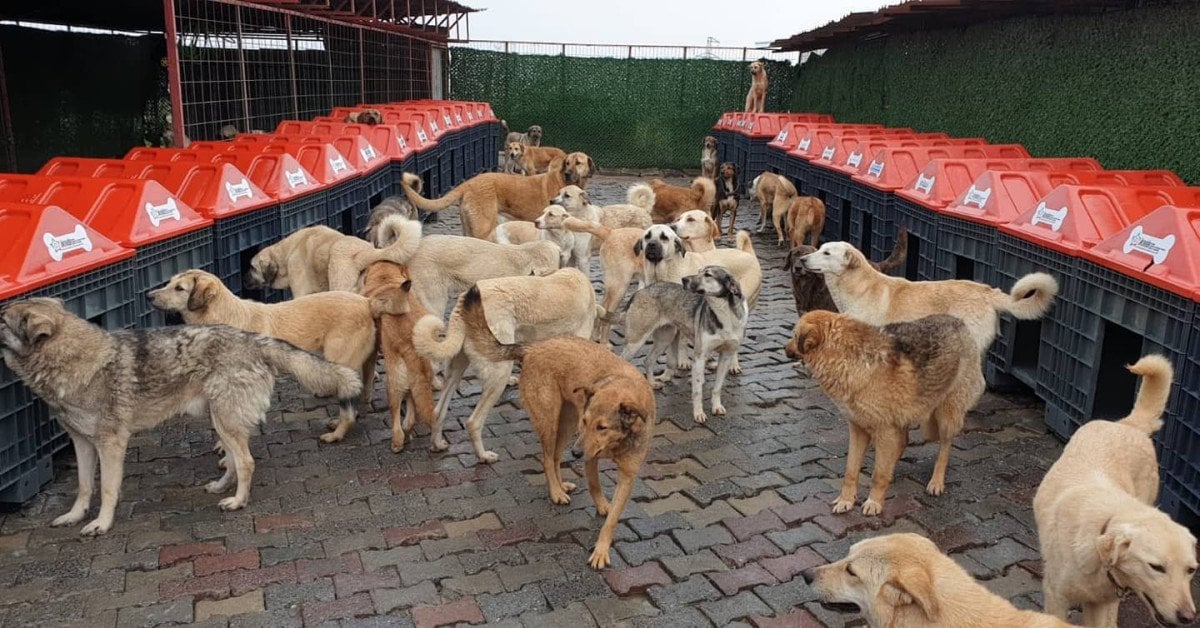 İstanbul'da Hayvan Derneği Skandalı: 230 Bin Lira İhaleye El Konuldu