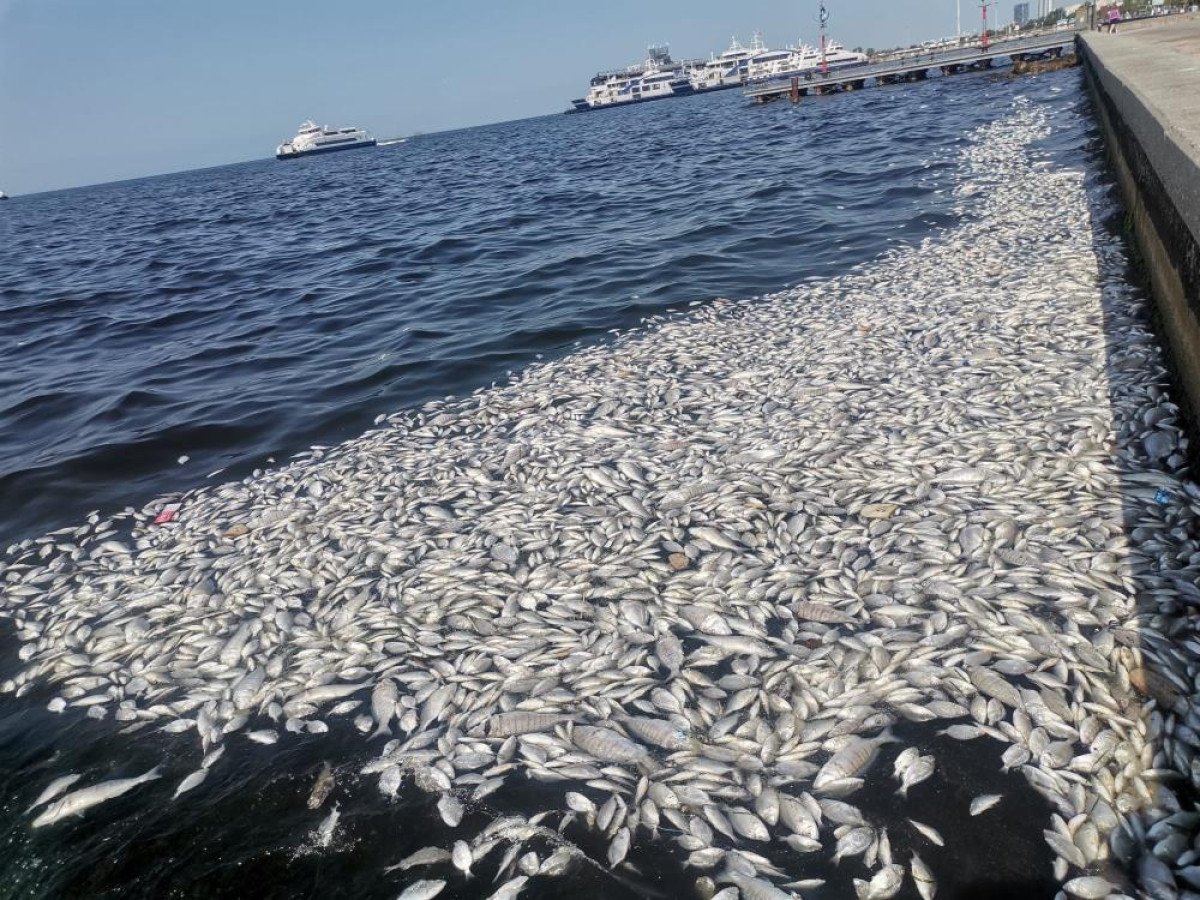 İzmir Körfezi'ndeki Kirlilik Sorunu Derinleşiyor