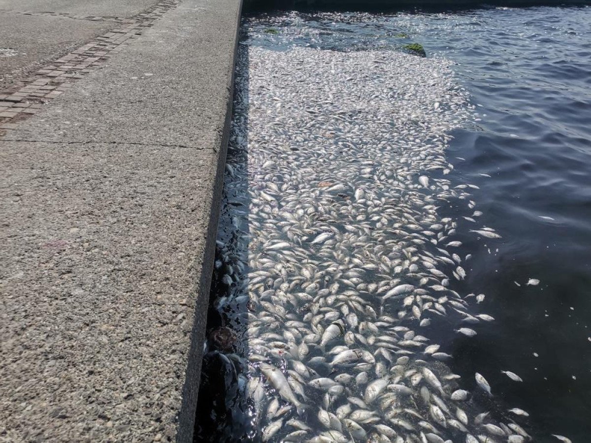 İzmir Körfezi'nde Kirlilik Sorunu ve Balık Ölümleri