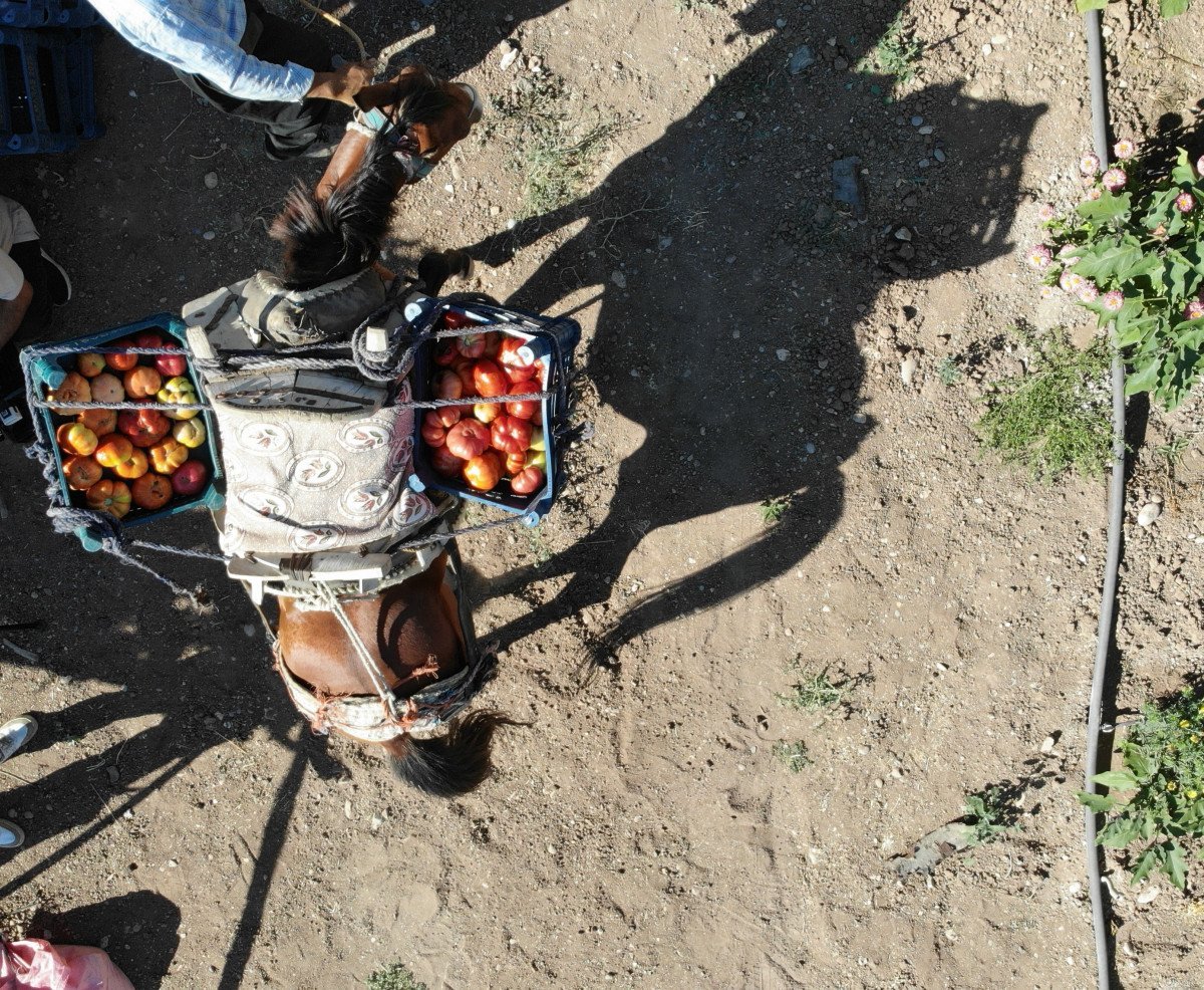 Kahramanmaraş'ın Bulanık Domatesi: Eşsiz Lezzet ve Doğal Yetiştirme Yöntemleri