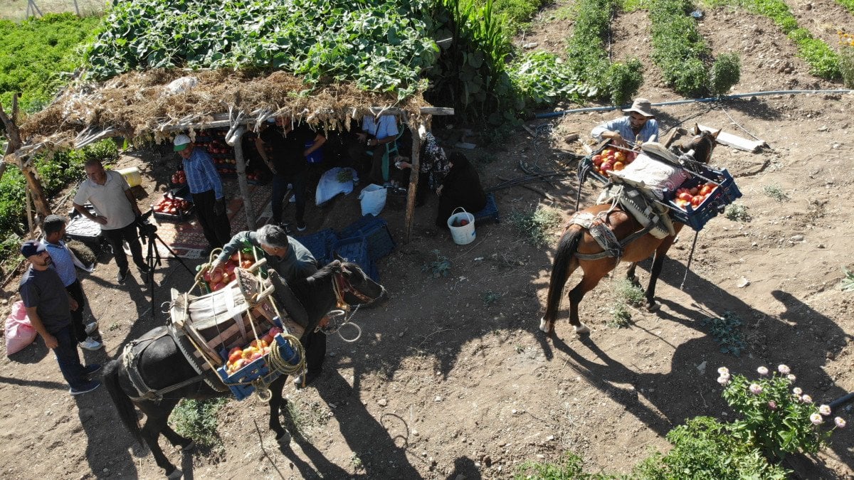 Kahramanmaraş'ın Bulanık Domatesi: Eşsiz Lezzet ve Doğal Yetiştirme Yöntemleri