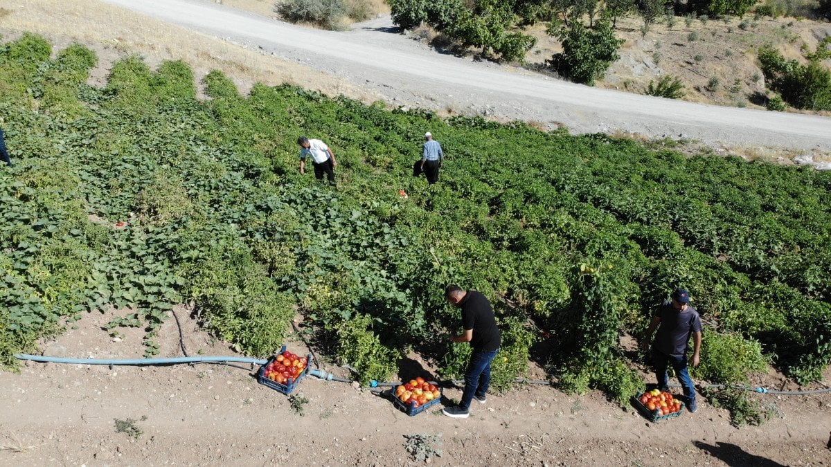 Kahramanmaraş'ın Bulanık Domatesi: Eşsiz Lezzet ve Doğal Yetiştirme Yöntemleri