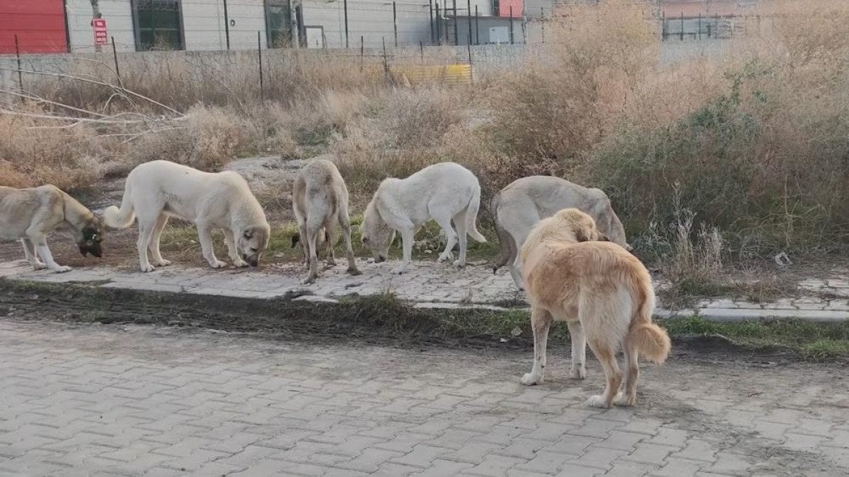 Kırıkkale'de Başıboş Sokak Köpekleri Sorunu ve Çözüm Önerileri