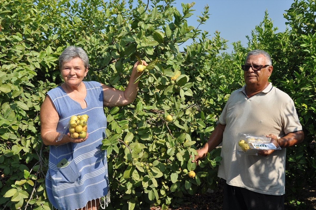 Guava Yetiştiriciliği Mersin'de Gelişiyor