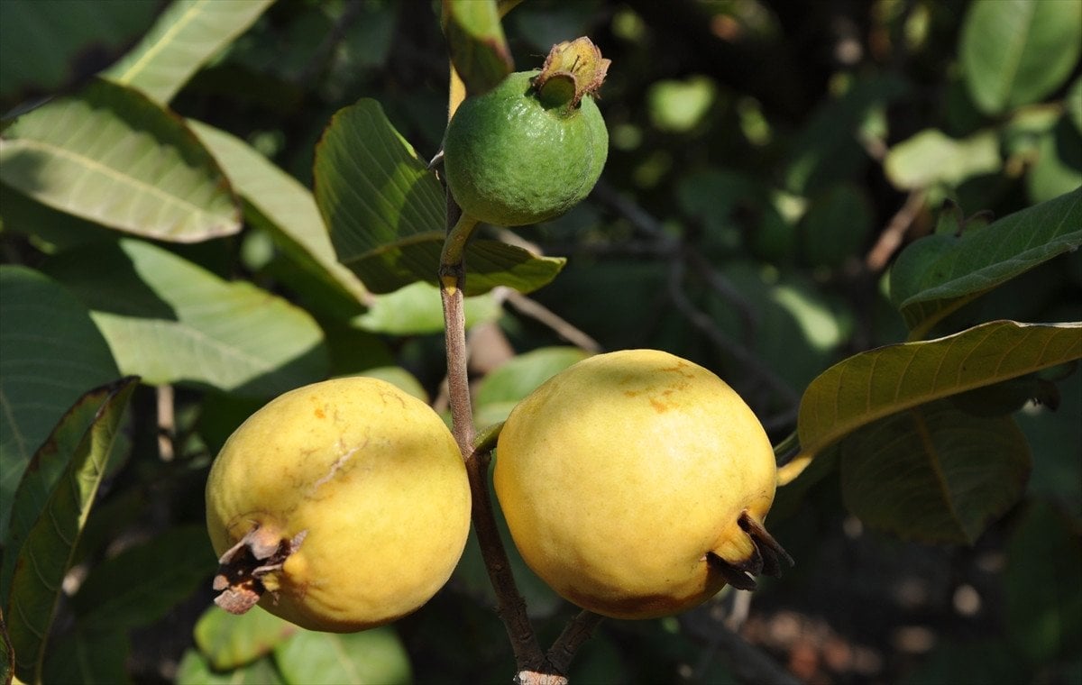 Guava'nın Kullanım Alanları