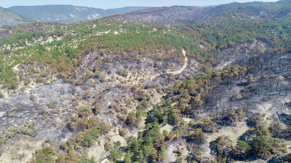 Türkiye'deki Orman Yangınlarıyla Mücadele: İzmir, Bolu ve Aydın'daki Durum