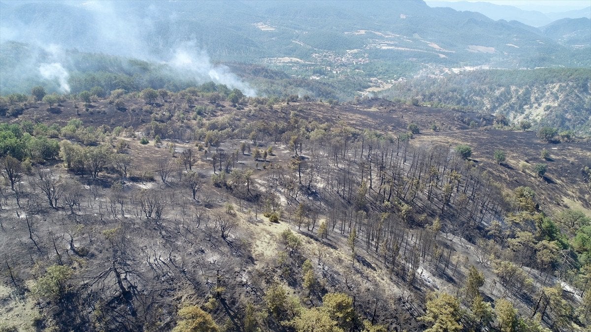 Türkiye'deki Orman Yangınlarıyla Mücadele: İzmir, Bolu ve Aydın'daki Durum