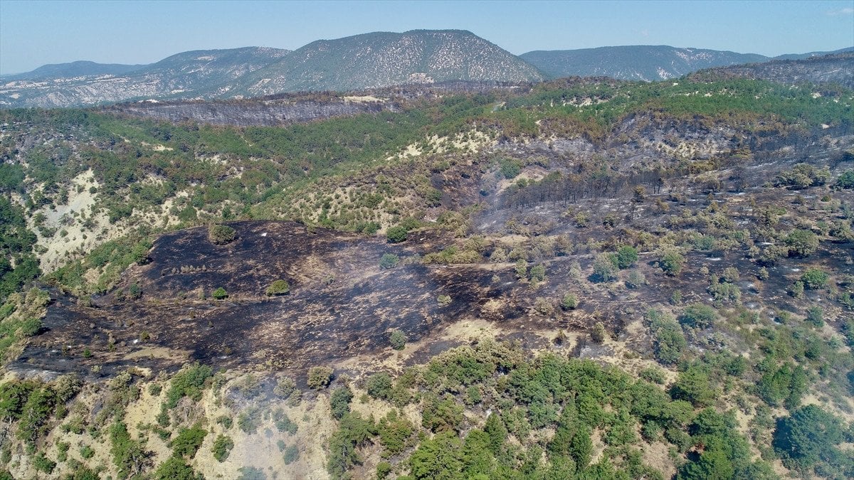 Türkiye'deki Orman Yangınlarıyla Mücadele: İzmir, Bolu ve Aydın'daki Durum