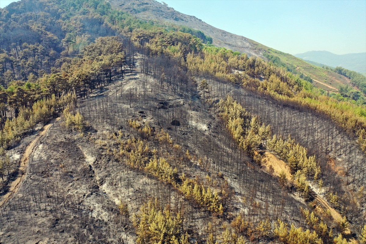 Türkiye'deki Orman Yangınlarıyla Mücadele: İzmir, Bolu ve Aydın'daki Durum