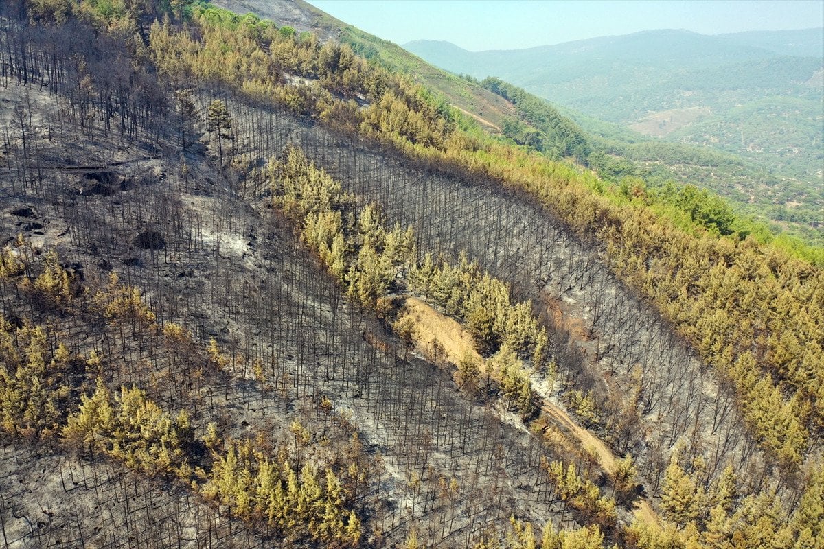 Türkiye'deki Orman Yangınlarıyla Mücadele: İzmir, Bolu ve Aydın'daki Durum