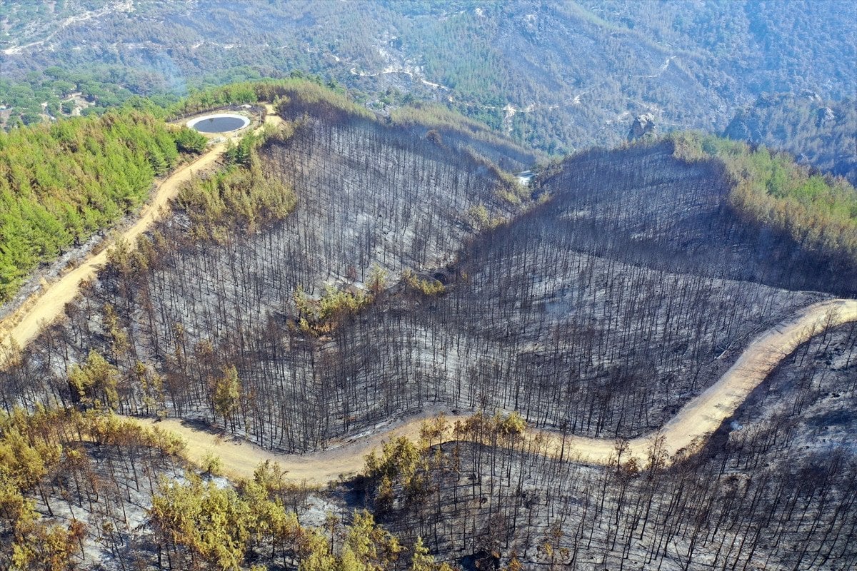 Türkiye'deki Orman Yangınlarıyla Mücadele: İzmir, Bolu ve Aydın'daki Durum