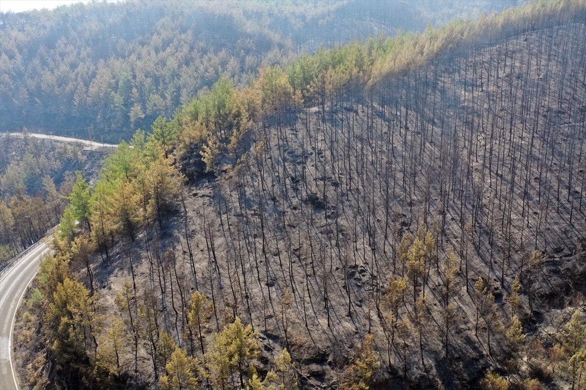 Türkiye'deki Orman Yangınlarıyla Mücadele: İzmir, Bolu ve Aydın'daki Durum