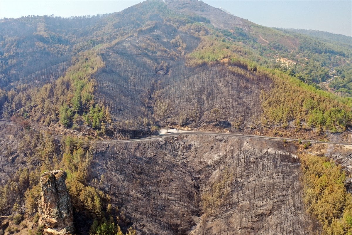 Türkiye'deki Orman Yangınlarıyla Mücadele: İzmir, Bolu ve Aydın'daki Durum