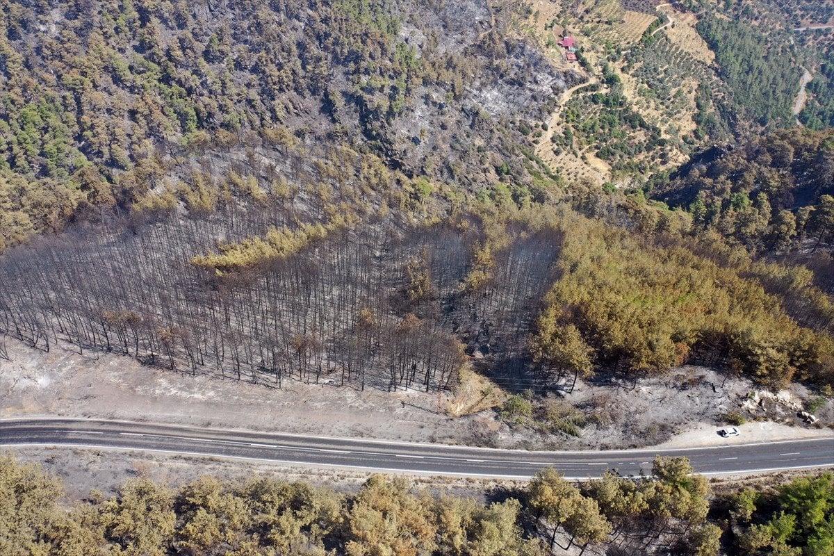 Türkiye'deki Orman Yangınlarıyla Mücadele: İzmir, Bolu ve Aydın'daki Durum