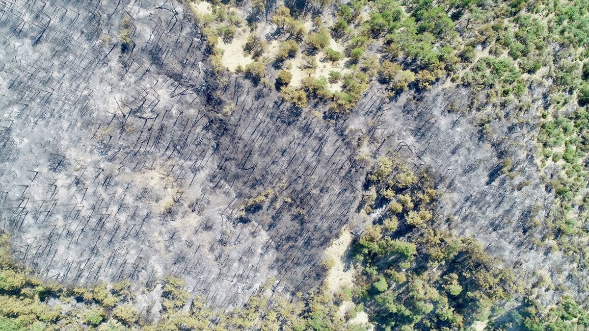 Türkiye'deki Orman Yangınlarıyla Mücadele: İzmir, Bolu ve Aydın'daki Durum