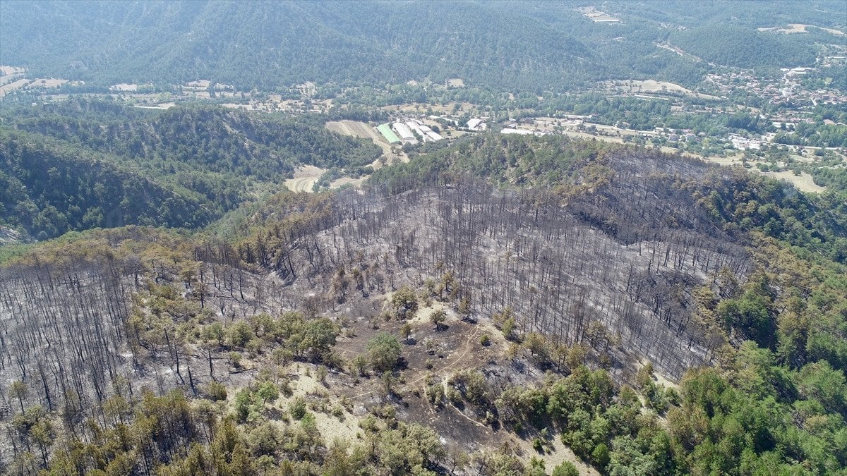 Türkiye'deki Orman Yangınlarıyla Mücadele: İzmir, Bolu ve Aydın'daki Durum