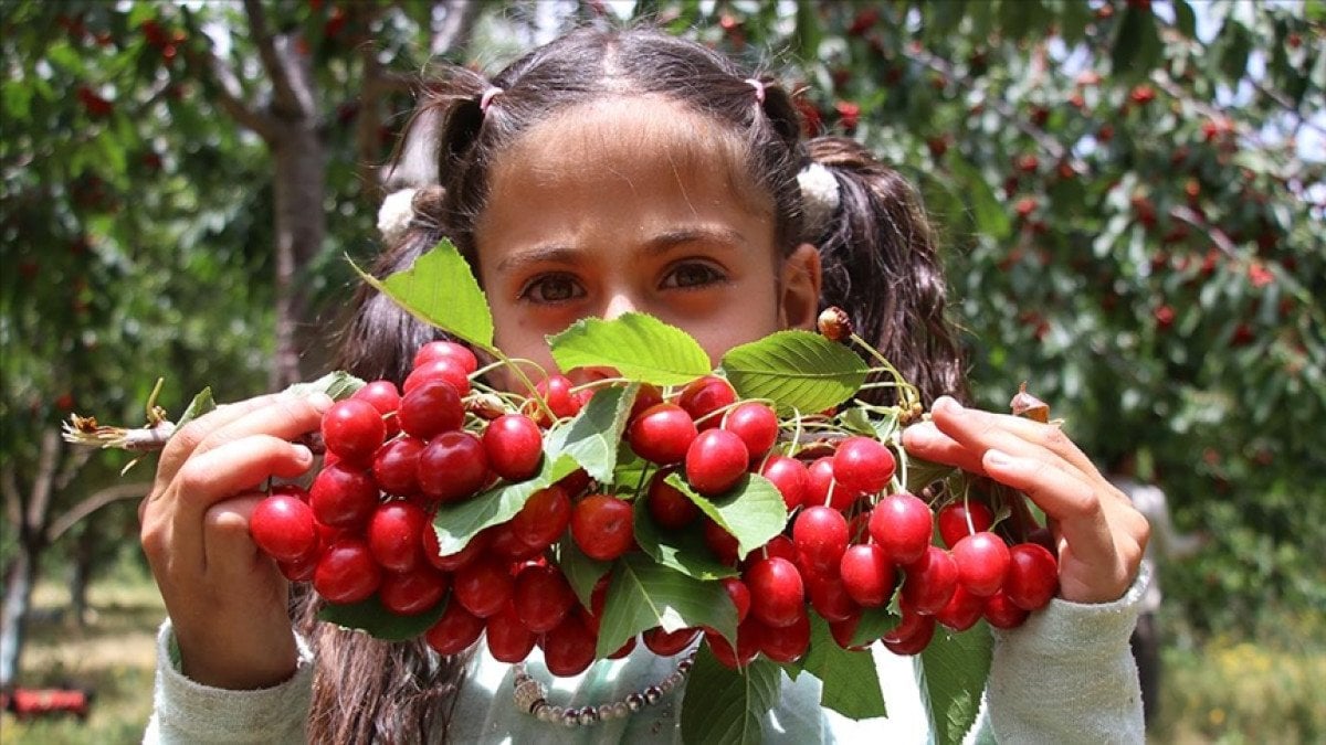 Yaz Meyvelerinin Faydaları ve Olası Zararları