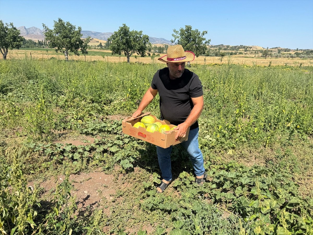 Yozgat'ın Coğrafi İşaretli Bağrıbütün Kavunu