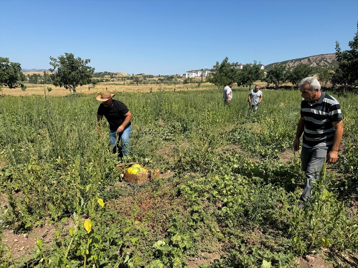 Yozgat'ın Coğrafi İşaretli Bağrıbütün Kavunu