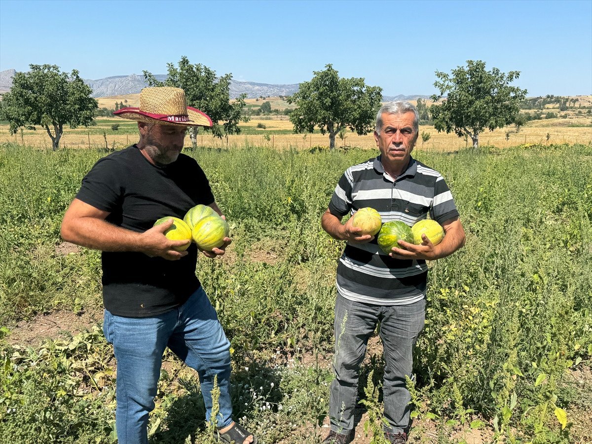 Yozgat'ın Coğrafi İşaretli Bağrıbütün Kavunu