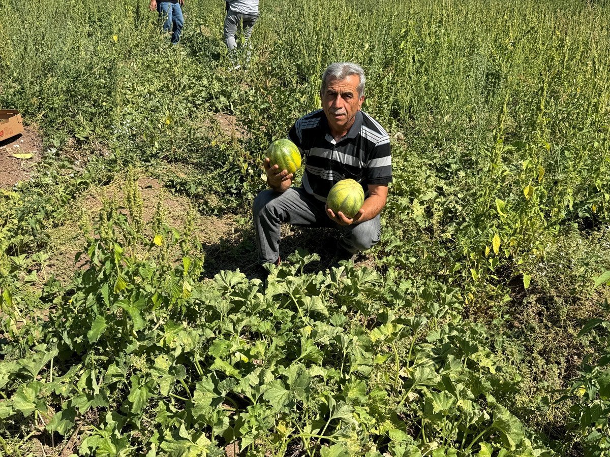 Yozgat'ın Coğrafi İşaretli Bağrıbütün Kavunu