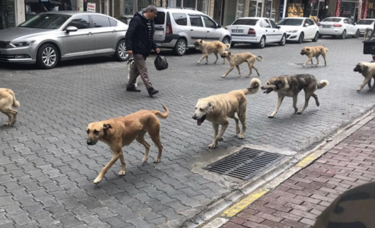 Türkiye'de Sokak Köpeklerine Yönelik Yeni Düzenleme